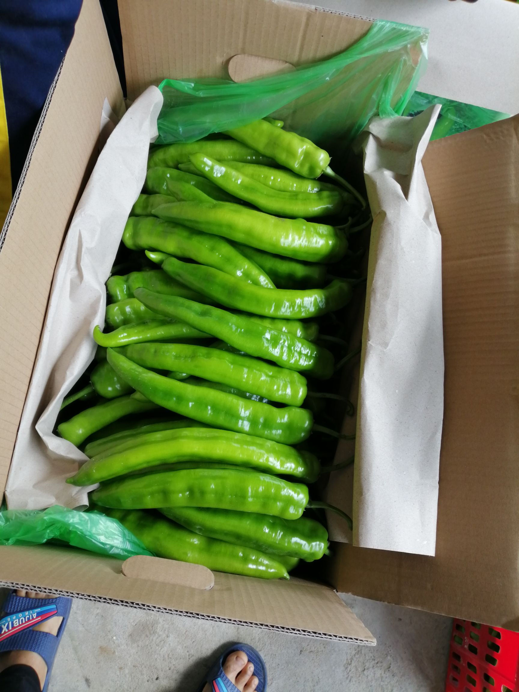 尖椒 20cm以上 微辣 靑色 