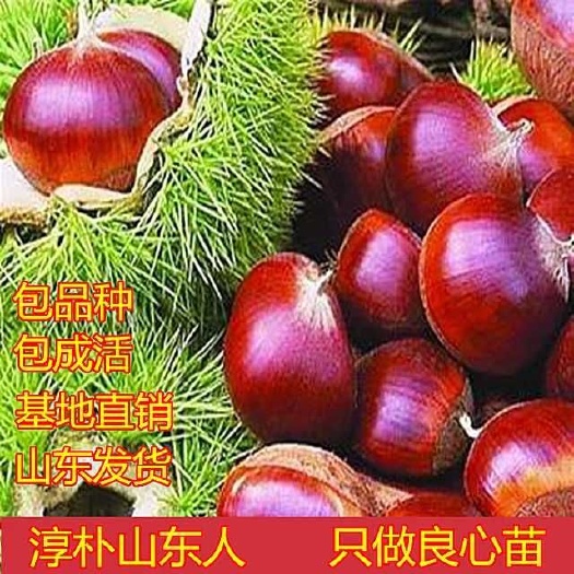平邑县板栗树苗大红袍板栗苗嫁接板栗苗