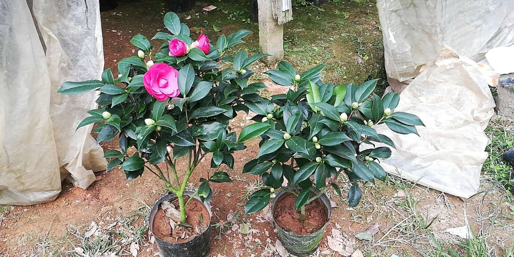 赤丹  160杯三年苗高40