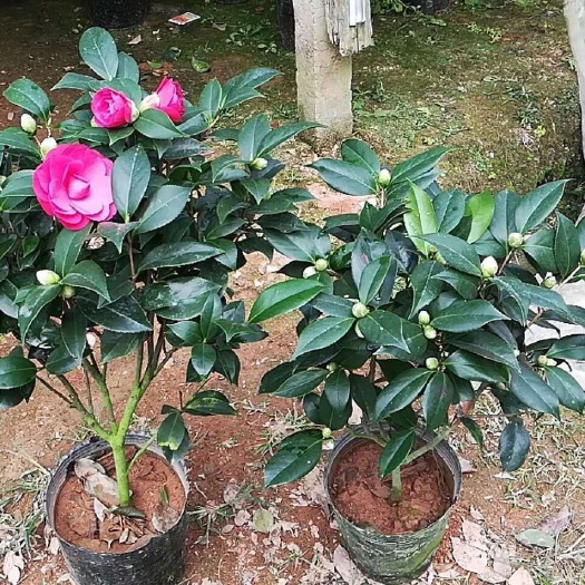 漳平市赤丹  50~80cm 180杯三年苗高50