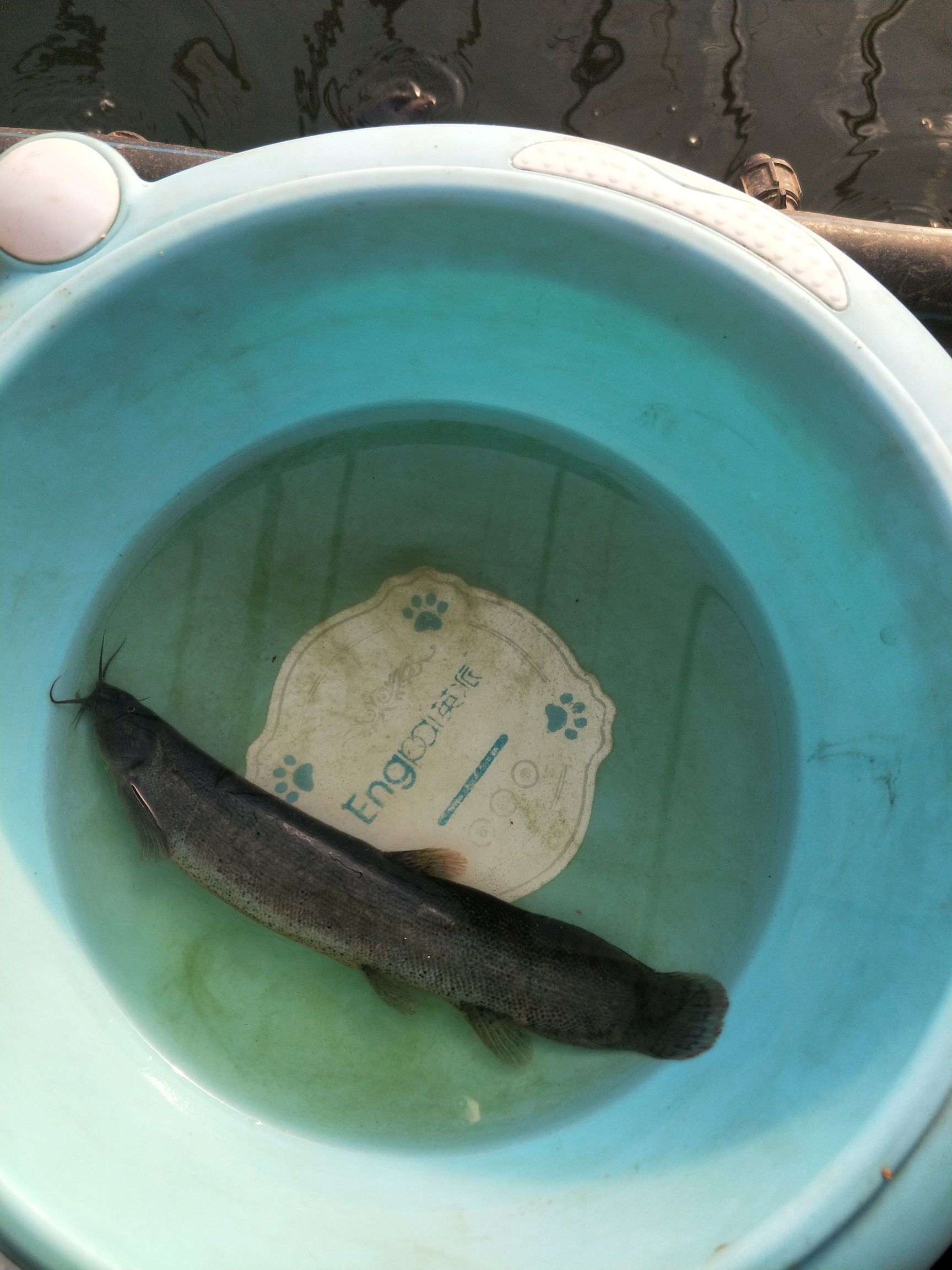 台湾泥鳅 人工养殖 15cm以上 45尾/公斤