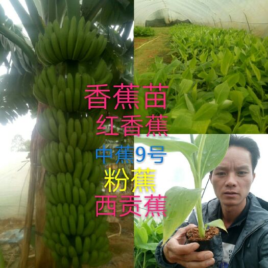 灵山县红蕉苗