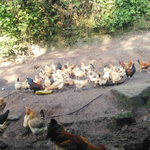 资阳哪个地方可以买到土鸡(资阳哪个地方可以买到土鸡苗)