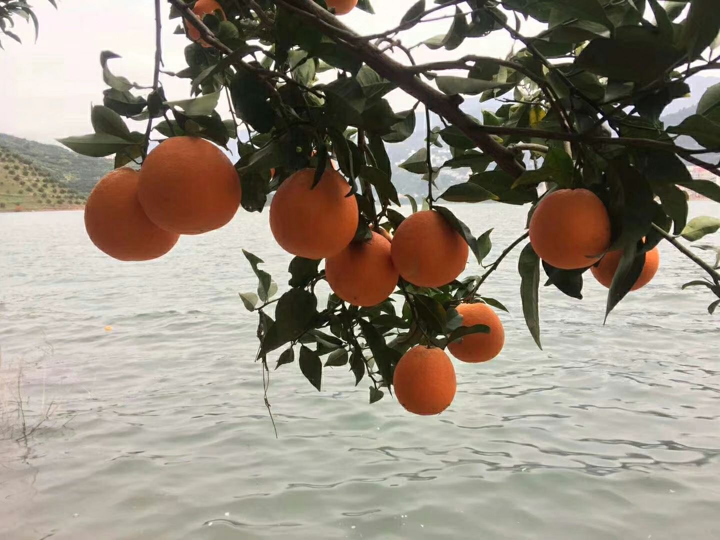 纽荷尔脐橙 特级果