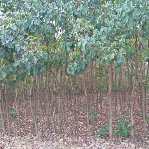 九江重阳木 江西精品基地批发1一20公分
