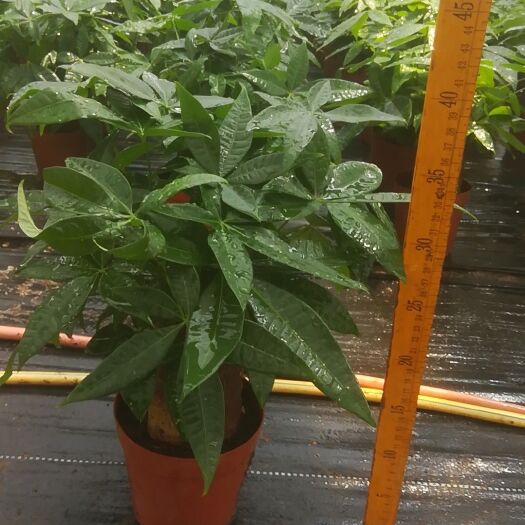 遂溪县盆栽发财树  140杯三杆发财树