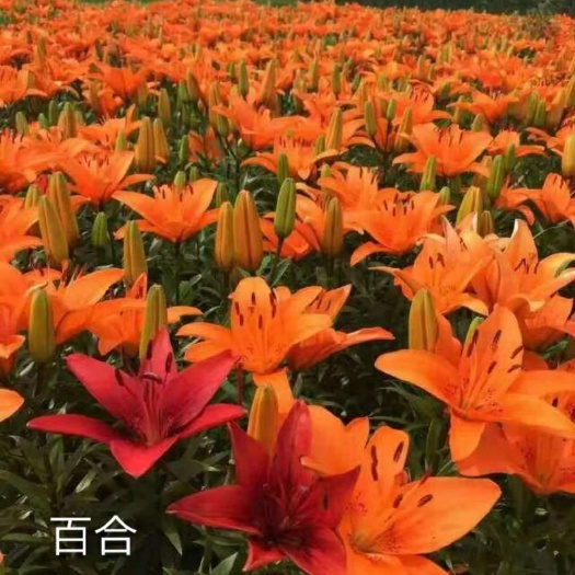 台安县百合花  球单头，花双头，绿化用的亚洲百合