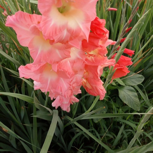渑池县唐菖蒲种球 