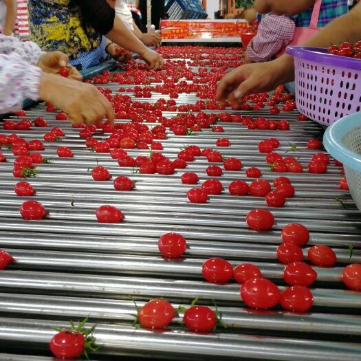 陵水县千禧圣女果 