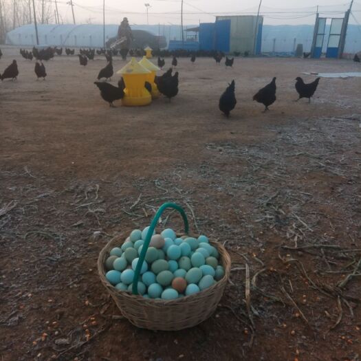 东阿县绿壳鸡蛋 食用 简包装 