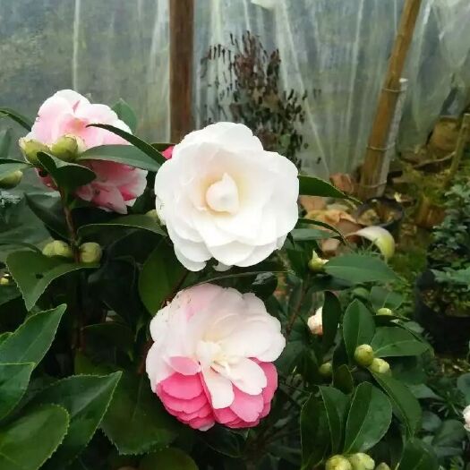 漳平市五色赤丹 30~50cm 