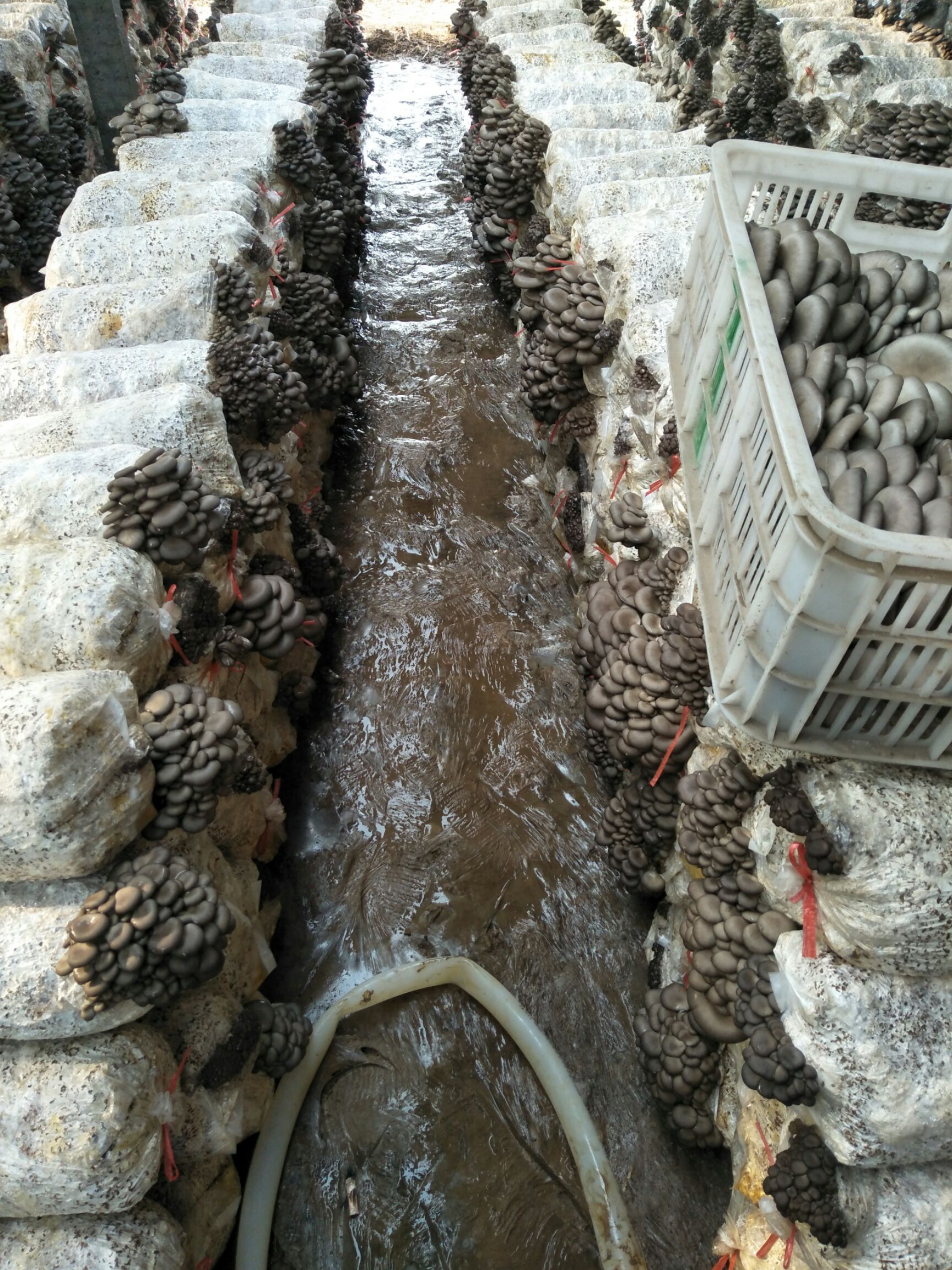 鲜平菇 商品详情 山东省郯城县金恒家庭农场专业平菇30余年,自有种植