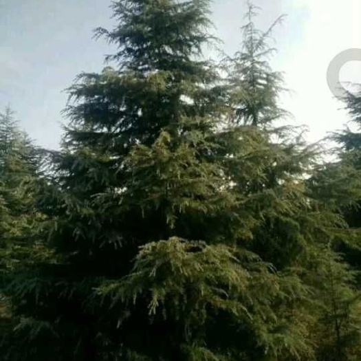 周至县雪松白菜价啦！基地直供3米起，质优价廉