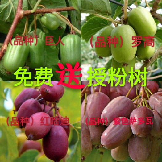 平邑县软枣猕猴桃苗 授粉苗不要钱免费