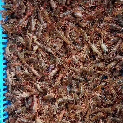 潜江小龙虾苗 