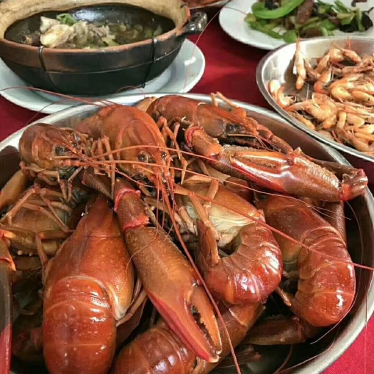 肇庆澳洲淡水小龙虾苗 