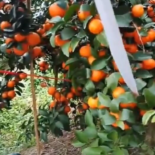 新丰县沙糖桔 统货 1两以下 
