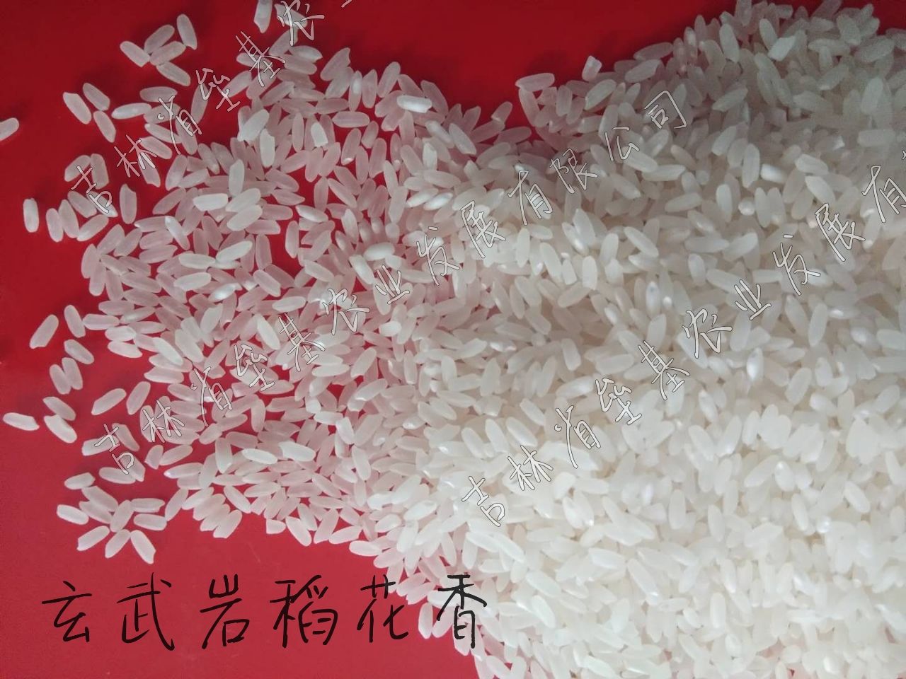 响水大米 一等品 一季稻 籼米 