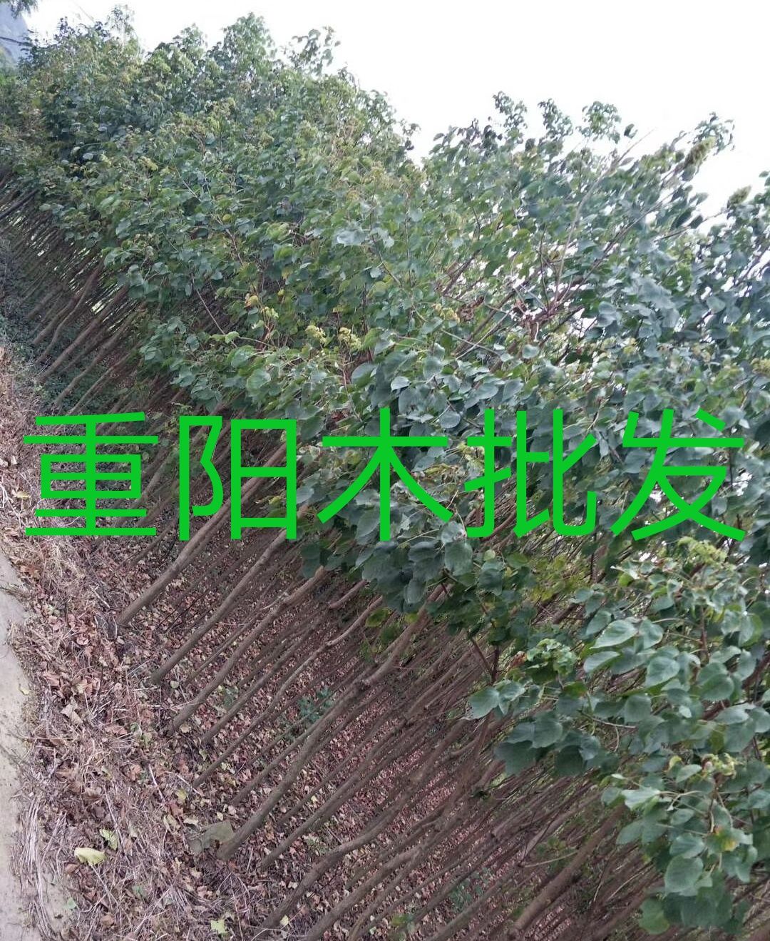 重阳木 江西精品基地批发1一20公分