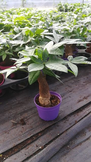 遂溪县 90杯发财树小盆栽