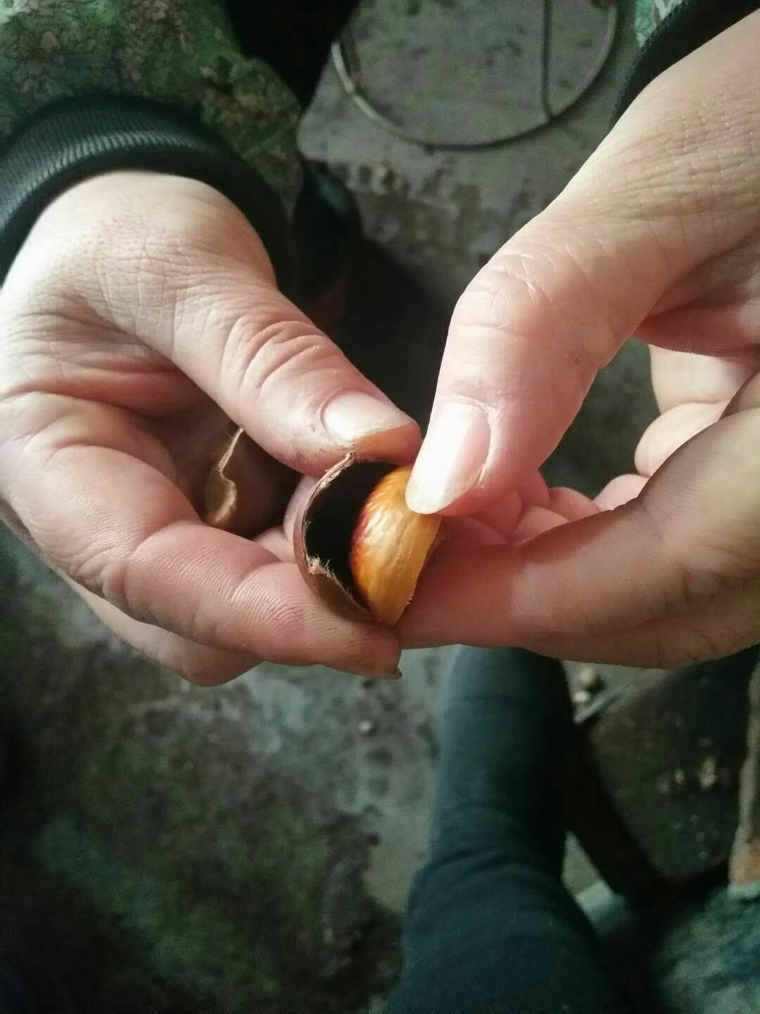 丹东板栗 油栗子适合糖炒