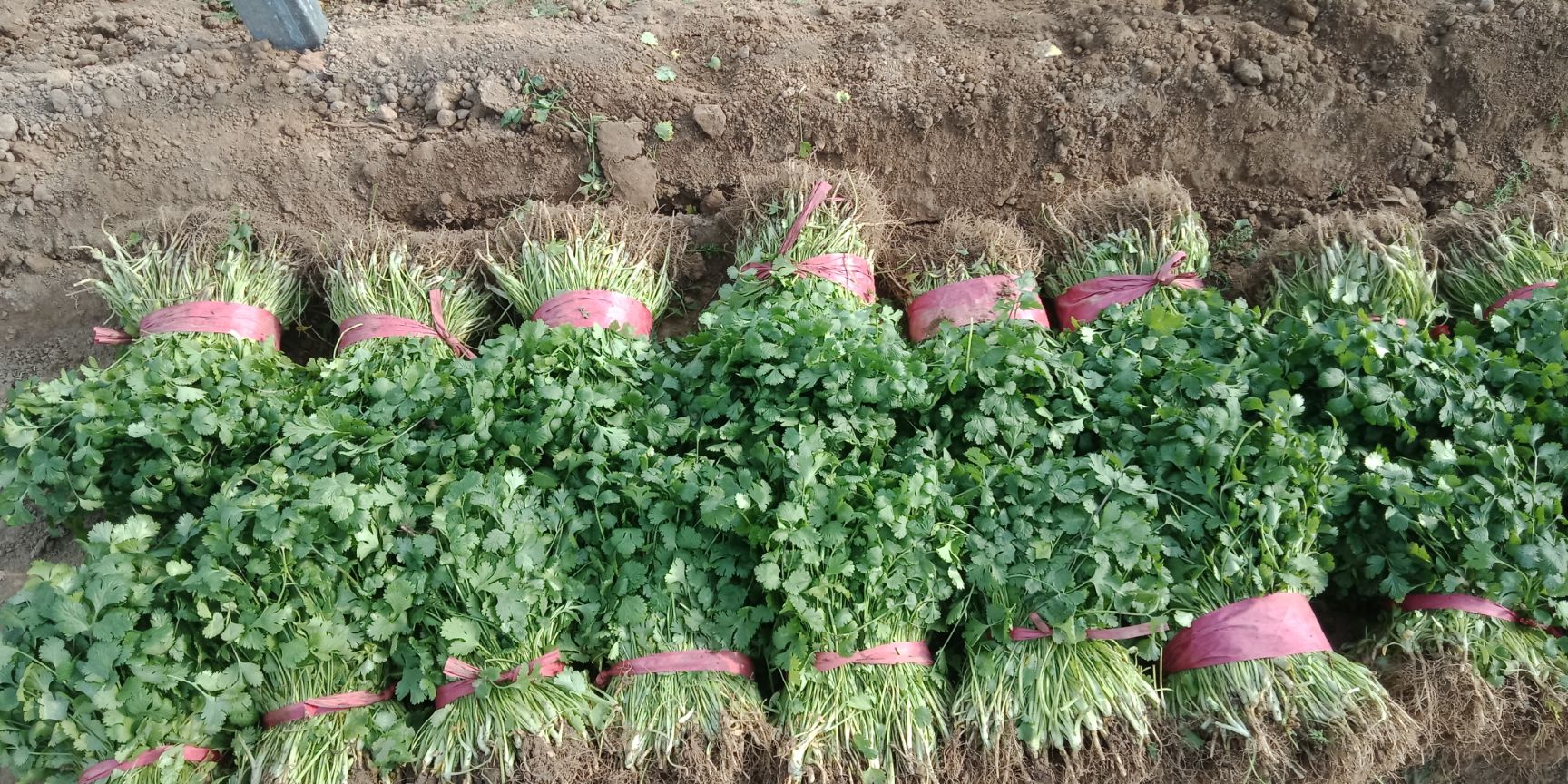 滑县万亩园区大棚种植大叶香菜