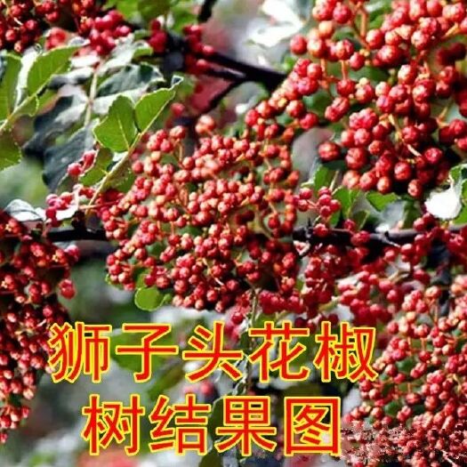 平邑县大红袍花椒苗 