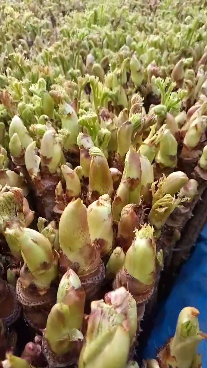 刺老芽 箱装 大棚 鲜货