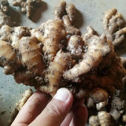 蒙阴县小黄姜 山东小姜产地批发 货源充足 全国发货