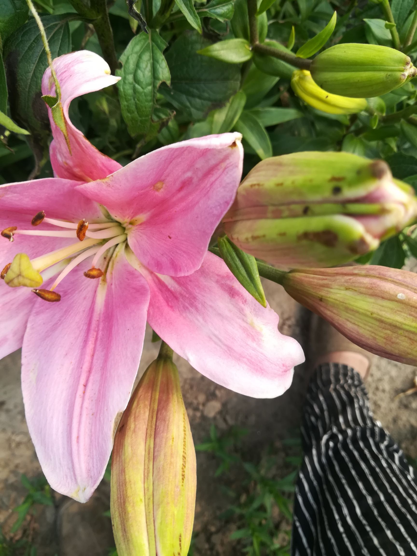 百合花  球单头，花双头，绿化用的亚洲百合