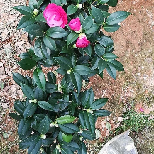 漳平市赤丹  230杯三年苗高80