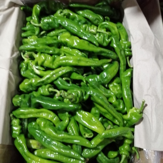 临高县螺丝椒 15~20cm 特辣 靑色