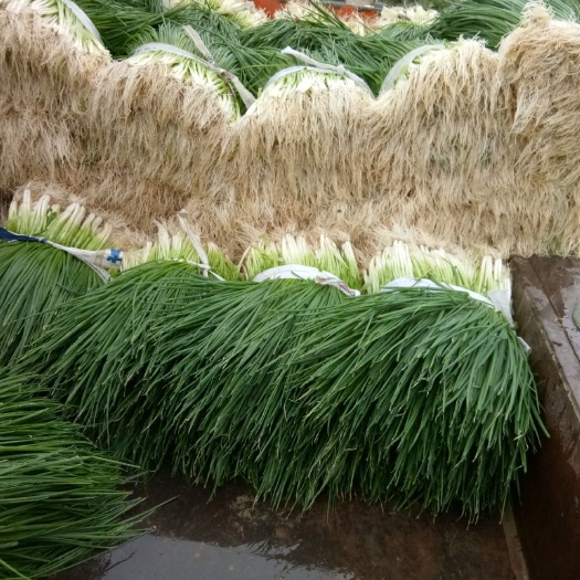平乐县小香葱 