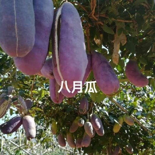 鄱阳县八月瓜苗 