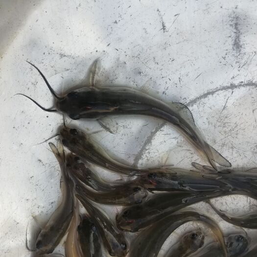 蒙山县斑点叉尾鮰鱼  斑点叉尾鮰鱼