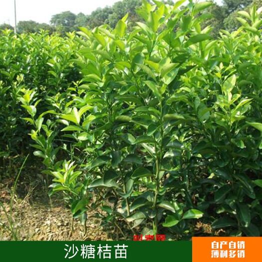 简阳市沃柑苗  嫁接苗 0.35~0.5米 嫁接各种柑橘