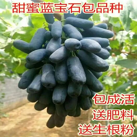 平邑县蓝宝石葡萄苗 
