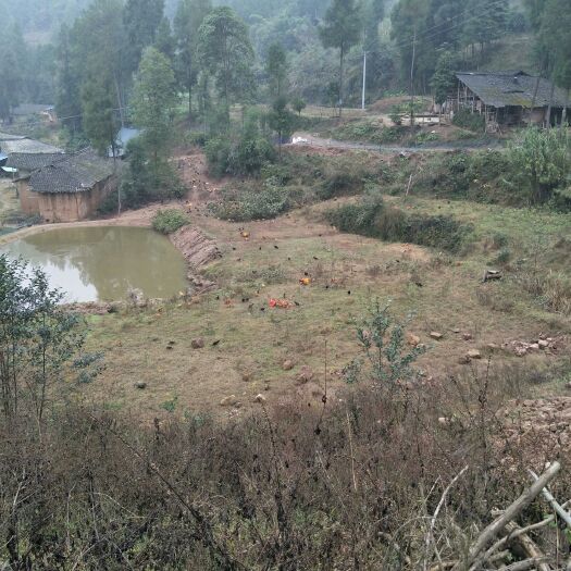 巴中鸡 