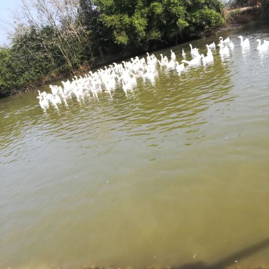 衢州农家土鹅 8-10斤 统货 全散养 