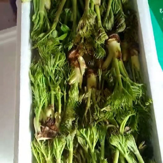 桦甸市刺老芽 箱装 大棚 鲜货