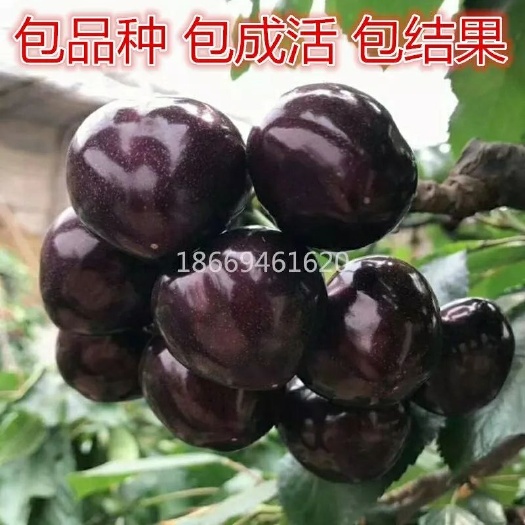 平邑县脱毒矮化樱桃苗 