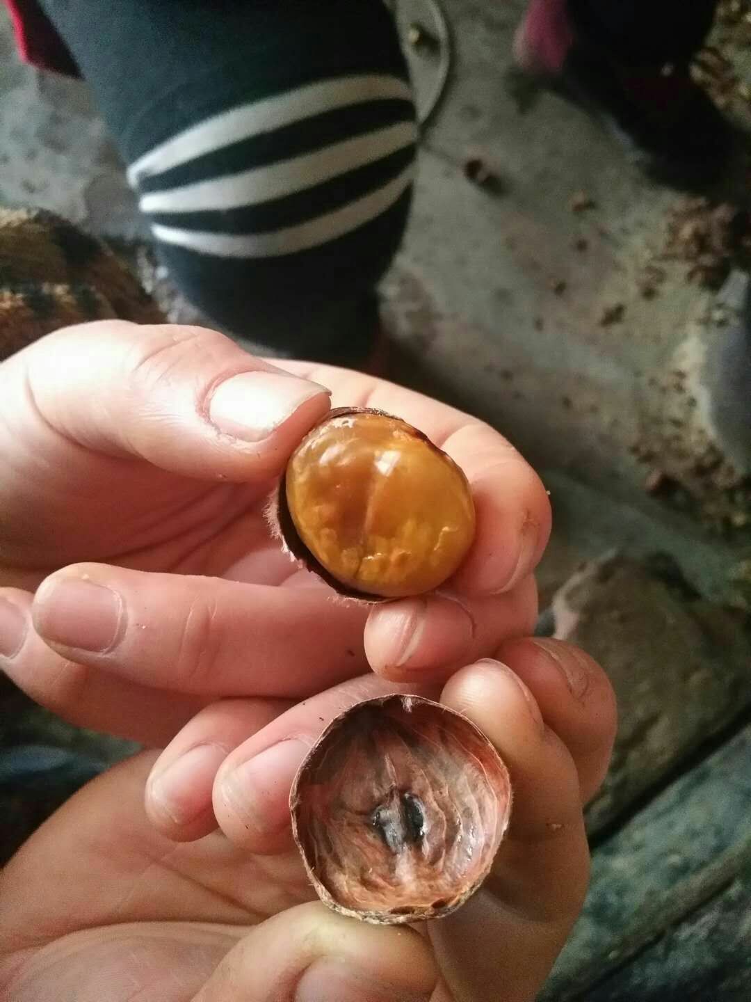丹东板栗 油栗子适合糖炒
