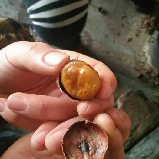 东港市丹东板栗 油栗子适合糖炒