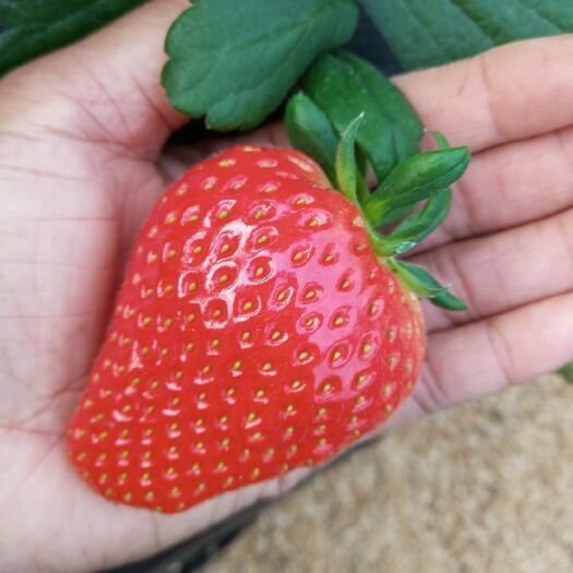 临沂脱毒草莓苗 10公分以下 地栽苗 