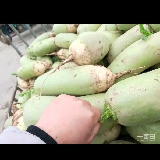 通许县高青萝卜 1.5~2斤 