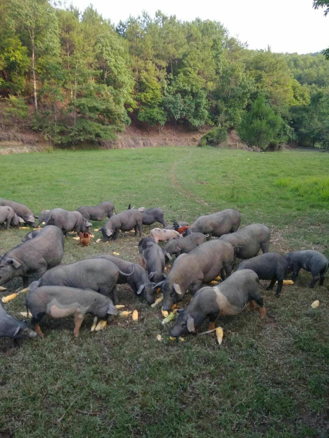 福建省龙岩市上杭县槐猪 120斤以上