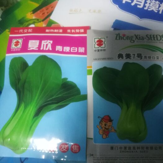昌乐县上海青 15~20cm 