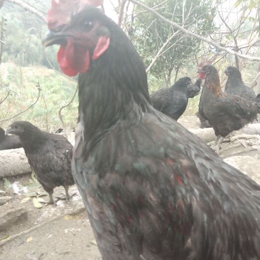 犍为县土鸡 5-6斤 母 