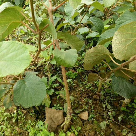 永顺县水杨桃砧木嫁接苗 嫁接苗 