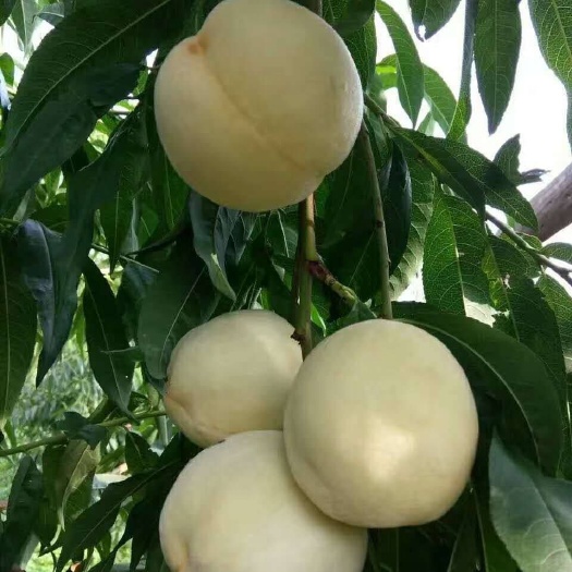 平邑县白如玉桃树苗 可签合同 包成活包品种